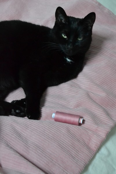 chat noir couché sur du velours rose à grosses côtes et bobine de fil rose