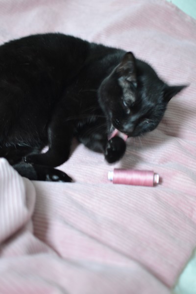 chat noir qui se lèche sur du velours rose à grosses côtes et bobine de fil rose