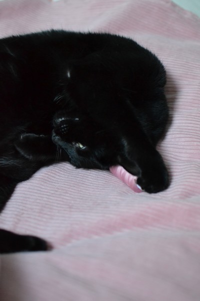 chat noir couché sur du velours rose à grosses côtes qui joue avec une bobine de fil rose