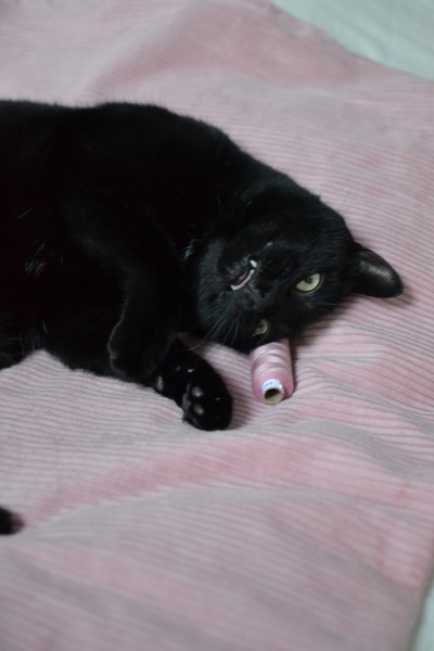 chat noir couché sur du velours rose à grosses côtes qui joue avec une bobine de fil rose