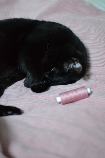 chat noir couché sur du velours rose à grosses côtes et une bobine de fil rose
